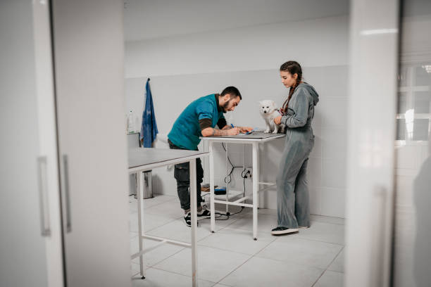 Comparing Large Animal vs. Small Animal Stethoscopes