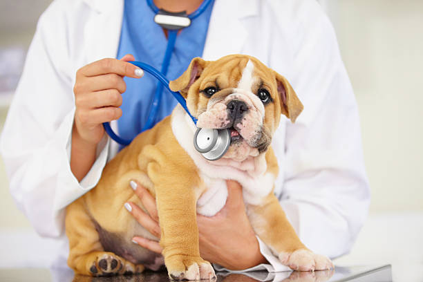 Veterinary Stethoscopes For Animal Healthcare
