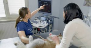 stethoscope for vet tech